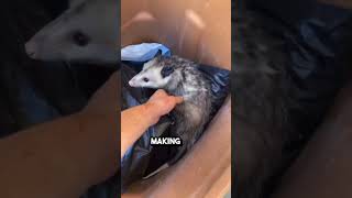 CUTE  STAY TO WATCH HOW POSSUMS CARRY THEIR BABIES [upl. by Ahsahs57]