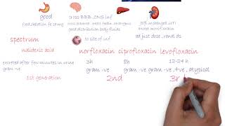 Fluoroquinolones  Antibiotics شرح [upl. by Daune]