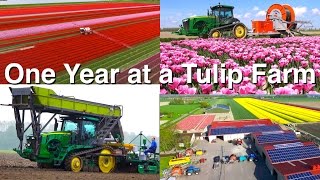 One Year at a Tulip Farm  Planting to Harvest  Dogterom Flowerbulbs  Colors of the Netherlands [upl. by Brenna]