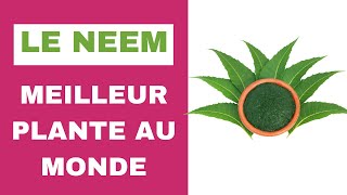 Le neem meilleur plante au monde [upl. by Demott]