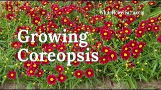 Growing Coreopsis [upl. by Anaili]