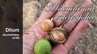 Macadamia nut Macadamia integrifolia  part 1 [upl. by Blankenship389]