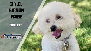 BICHON FRISE DOG TRAINING [upl. by Ramos]