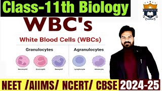 WBCs White Blood cells  Body Fluids And circulation class 11 Biology NEET [upl. by Lenz]