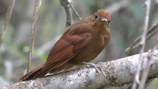 Ruddy Woodcreeper [upl. by Acinot]