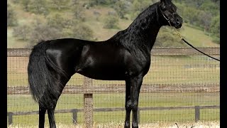 Mystic Jamaal  Homozygous Black Arabian Stallion [upl. by Sven371]