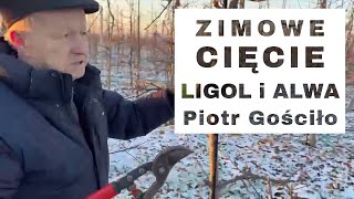 Zimowe cięcie Alwy  Komunikat Sadowniczy  Piotr Gościło [upl. by Fermin]