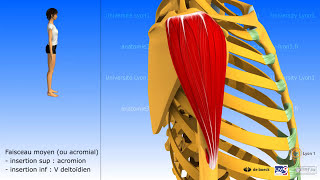Muscle deltoïde [upl. by Uzziel]