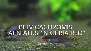 Pelvicachromis taeniatus NIGERIA RED [upl. by Emina]