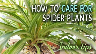 How To Care For Spider Plants Indoors [upl. by Ennairej]