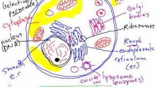 Bio A2 Comparing Plant and Animal Cells [upl. by Ylrrad]