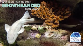 What Do You Know About the Brownbanded Bamboo Shark CLEAquarium [upl. by Michaud]