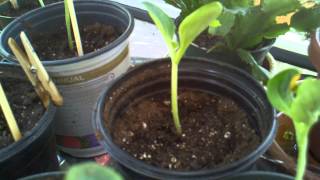 How to Grow Zucchini Courgettes  Can You Bury Leggy Zucchini Seedlings Deep [upl. by Aivekahs]