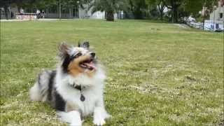 Amazing Sheltie Tricks  Positive Trainning [upl. by Ynoyrb]