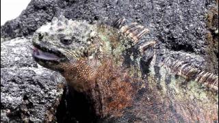 Marine Iguanas Amblyrhynchus cristatus in the Galapagos Islands [upl. by Lavella]