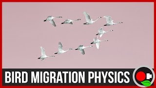 Physics of Bird Migration [upl. by Malvia]