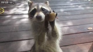 Watch a Clever Raccoon Knock on the Door Demanding Food [upl. by Kaspar]