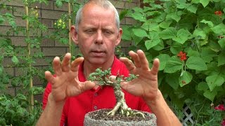 Bonsai Rückschnitt einer Lonicera [upl. by Sclater724]