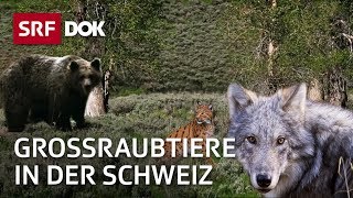 Wolf Luchs und Bär  Die Rückkehr der grossen Raubtiere in die Schweiz  Doku  SRF Dok [upl. by Nnahoj]