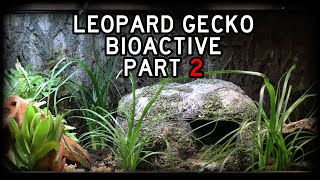 How I setup a Bioactive enclosure for my Leopard Gecko Part 2 [upl. by Aba]