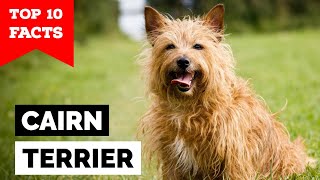 Cairn Terrier  Top 10 Facts [upl. by Nivaj]