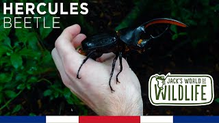 HERCULES Beetles in COSTA RICA [upl. by Idissak]