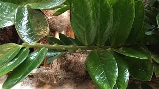 How To Propagate ZZ Plant Zamioculcas Zamiifolia From Cutting [upl. by Negem587]