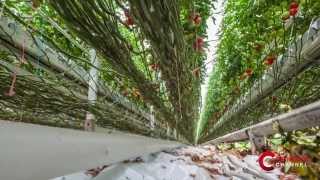 Improve the yield of greenhouses with cogeneration  English Subtitles [upl. by Nareik762]