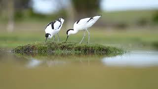 Avocets checking out a potential place for nesting [upl. by Gauthier]