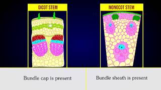 Anatomical differences between dicot stem and monocot stem [upl. by Sara-Ann]