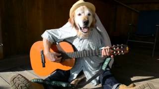 Hund spielt Gitarre  dog playing guitar [upl. by Hterag]