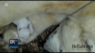 EisbärNachwuchs im Tierpark Hellabrunn München  BR24 [upl. by Gad]