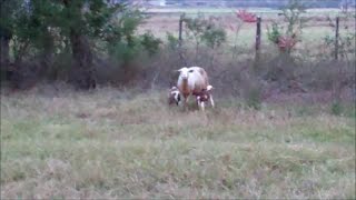 Raising Sheep In Texas  New Katahdin Babies [upl. by Kinson394]