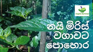 මගේ නයි මිරිස් වගාවට පොහොර යොදපු හැටි Nai miris pohoraCeylon Survival [upl. by Uzzial]