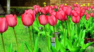 How To Grow Beautiful Tulip Flowers in your Garden like a Dream [upl. by Mayberry749]