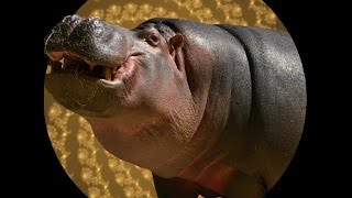 Hippo Transformation Hypnosis [upl. by Delainey]