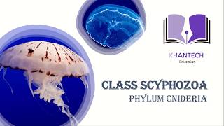 Class Scyphozoa  Classification of Phylum Cnidaria [upl. by Eerehc575]