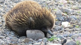 Echidna hunting ants in natural habitat Tasmania Australia HD [upl. by Anaujat214]