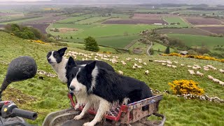 Two unbelievable sheepdogs working sheep in Scotland [upl. by Ajar725]