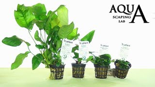 Aquascaping Lab  ANUBIAS Aquatic Plant all varieties description and management [upl. by Bennir]