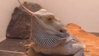 Bearded Dragon stretching his beard [upl. by Latimer]