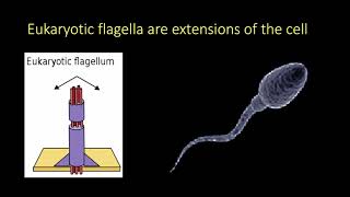 Flagella [upl. by Anastas876]