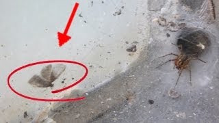 Spider attacks Moth Caught On Tape MUST SEE [upl. by Lemuela]