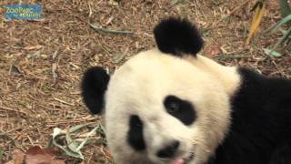 Tout sur Huan Huan et Yuan Zi [upl. by Llerrehs924]