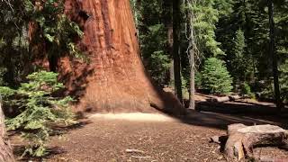 Sequoiadendron GIGANTEUM The Biggest Tree in the World [upl. by Akkim]