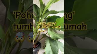 Tanaman hias indoor  Calathea lutea berkebundirumah gardening [upl. by Ahtrim334]