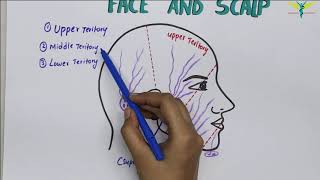 Vascularized Lymph Node Transfer What It Is amp How It Works [upl. by Care625]