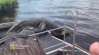 Big Alligator Jumps Onto Tourists Boat  GoViral [upl. by Yecniuq]