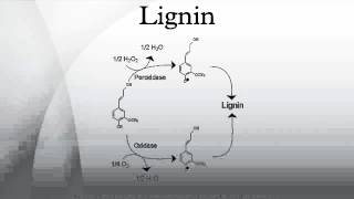 Lignin [upl. by Nahamas176]