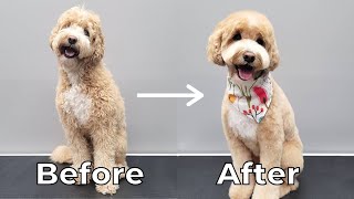 Taking My Dog to the Groomer Mini Labradoodle [upl. by Braun307]